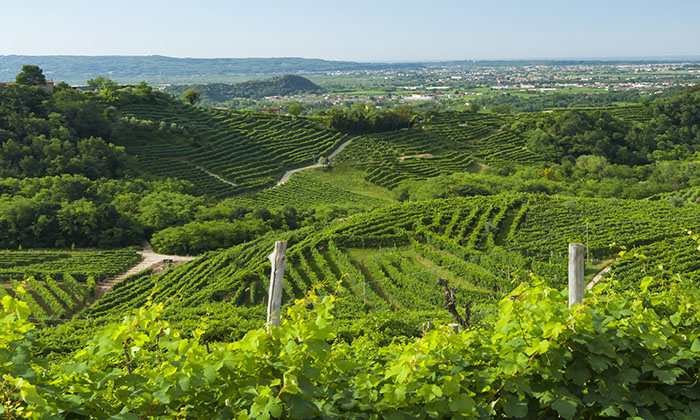 Primitivo di Manduria