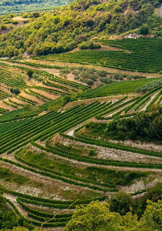 valpolicella amarone