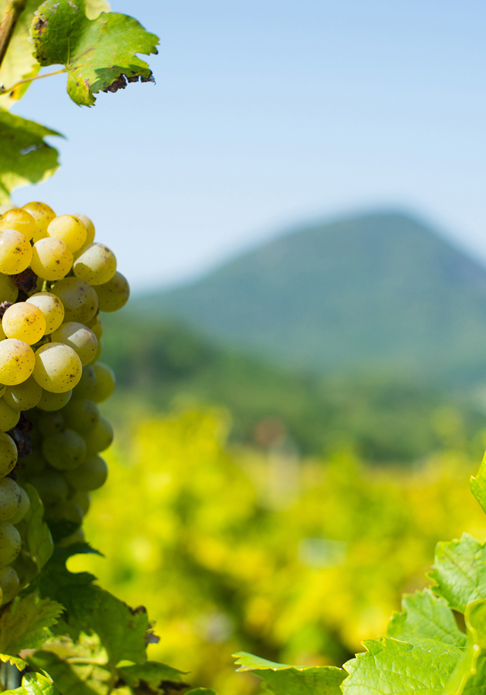 enoitalia vini vulcanici italiani